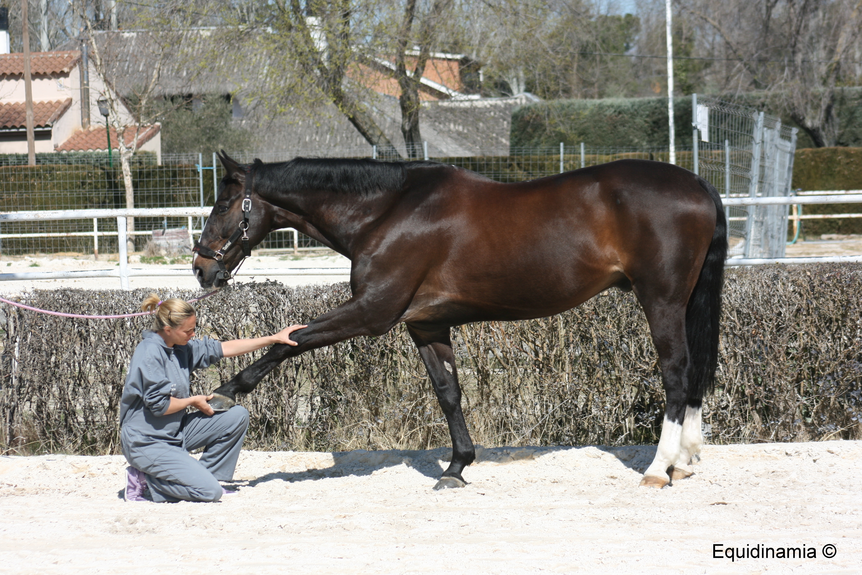 Caballos doloridos o incómodos