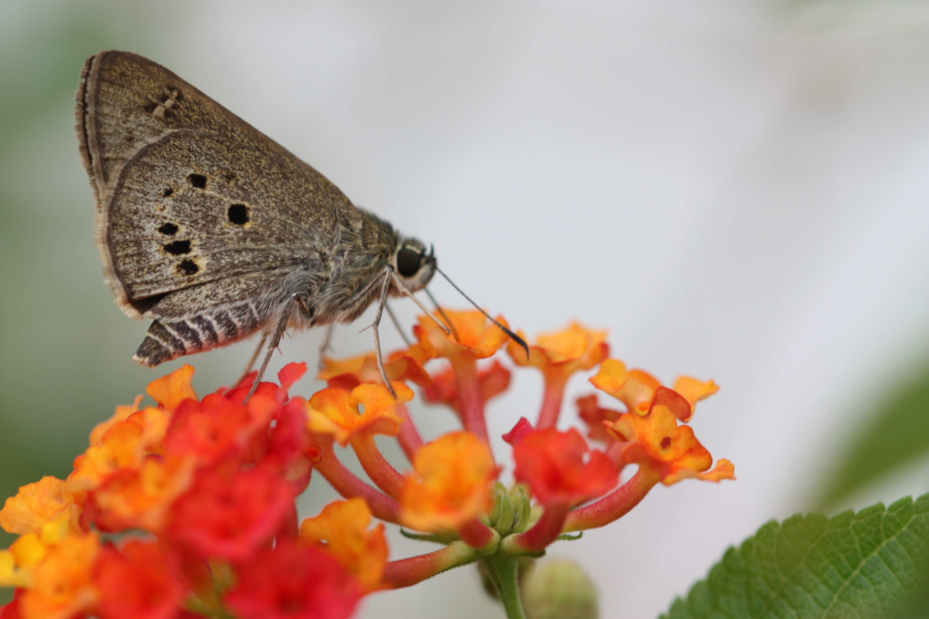 Ambiente libre de insectos