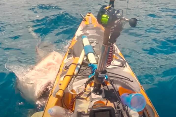 Tiburón en distancia segura