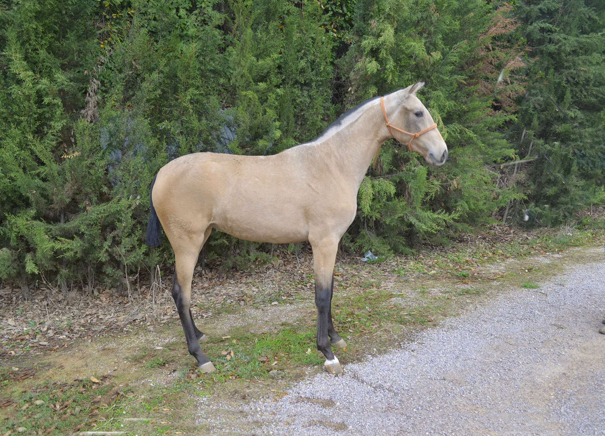 Caballos en venta online