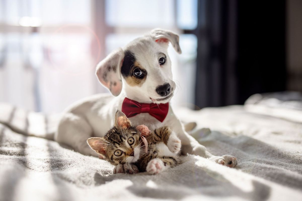 Animales inteligentes y sorprendentes