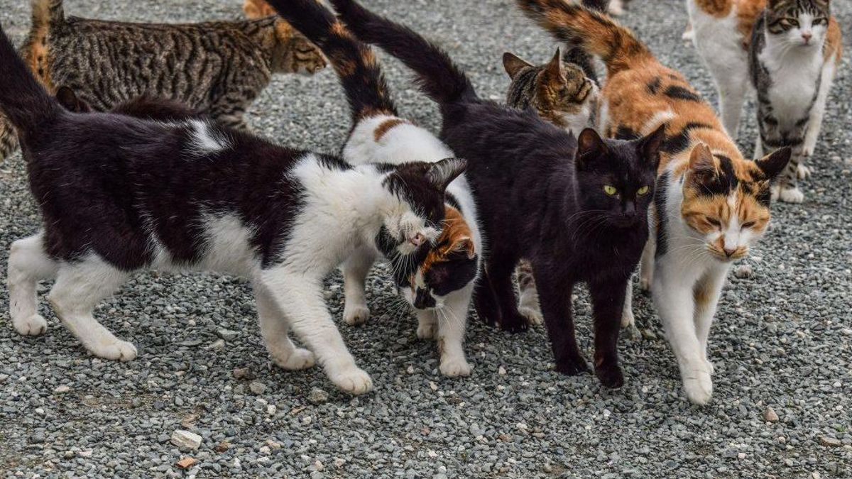 Animales en confrontación pacífica