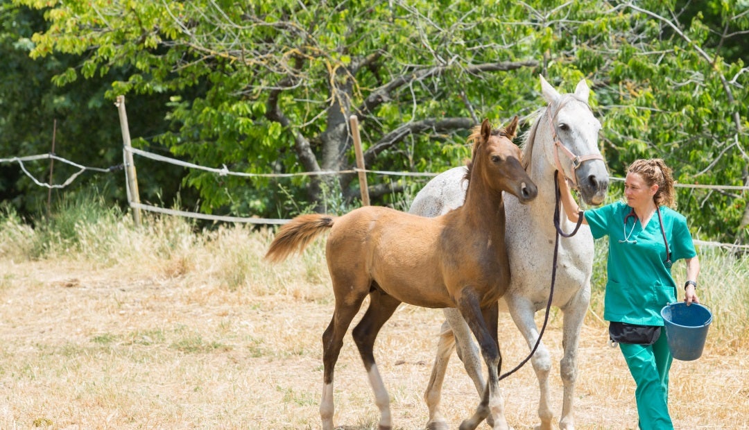 Caballos socializando adecuadamente
