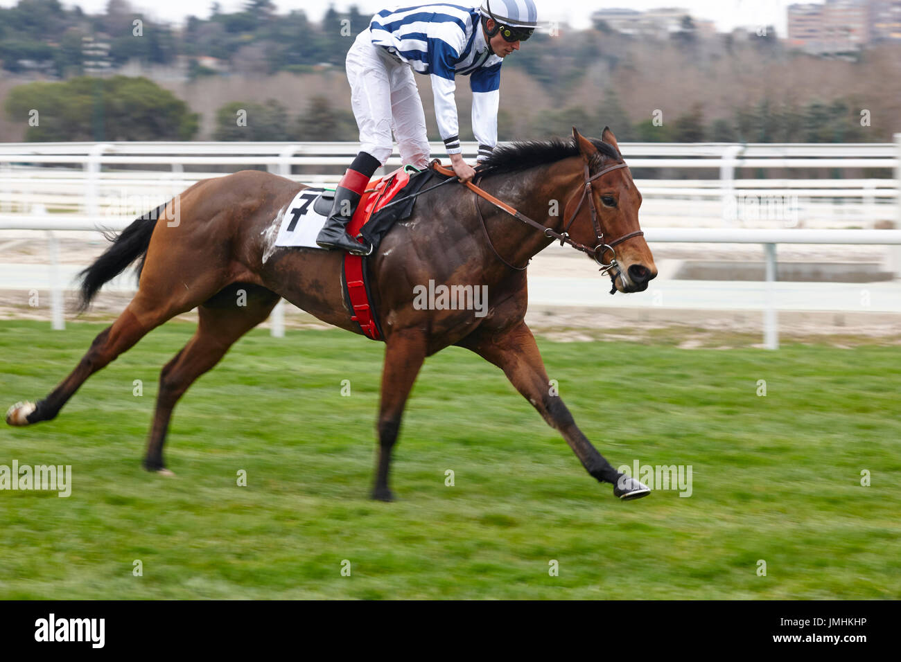 Caballos en competencia