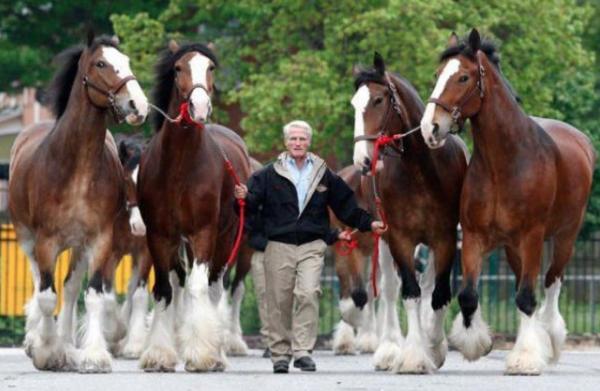 Caballos fuertes y grandes