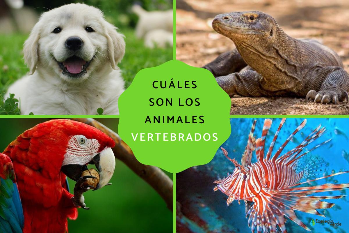 Animales diferentes, características distintas