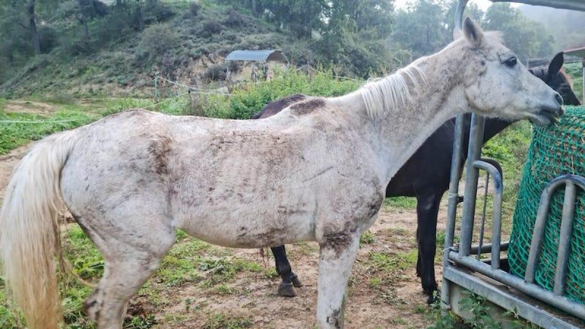 Caballo en mal estado físico