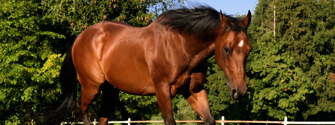 Caballo feliz y positivo