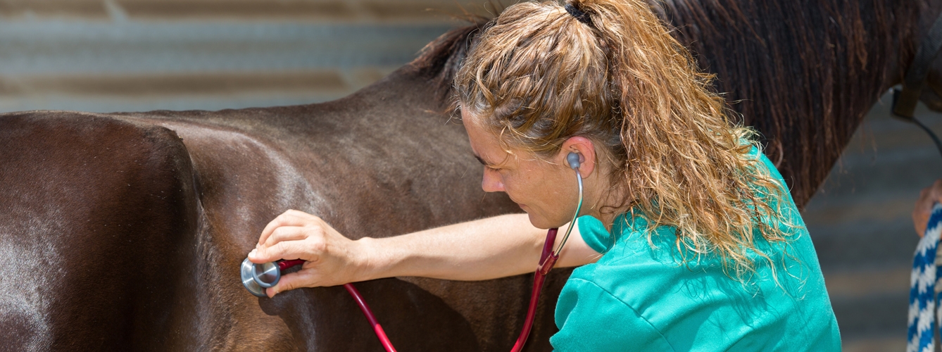 Veterinaria realizando evaluación equina
