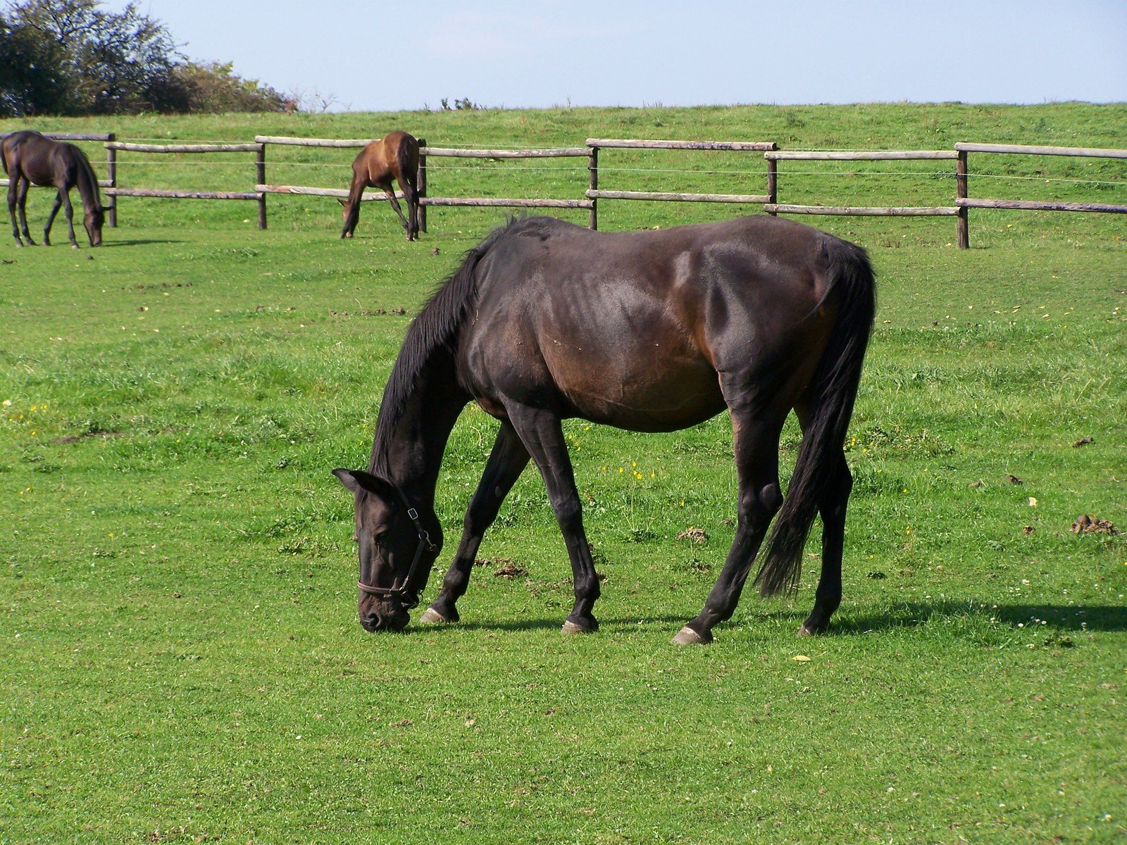 Caballos en un prado