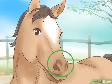 Caballo satisfecho y feliz