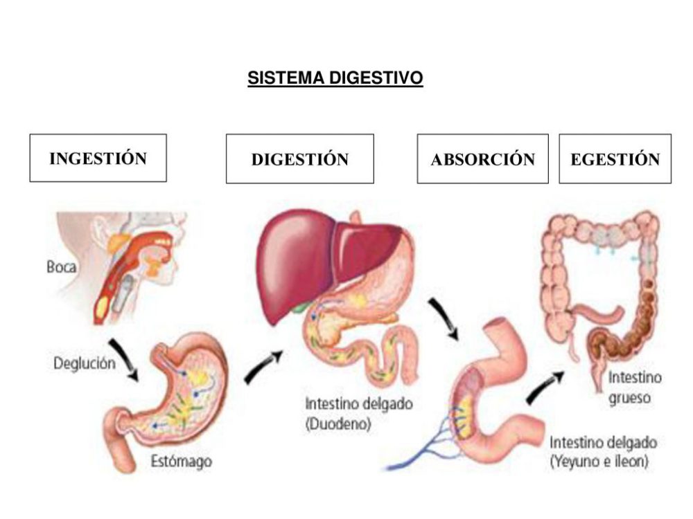 Proceso de digestión