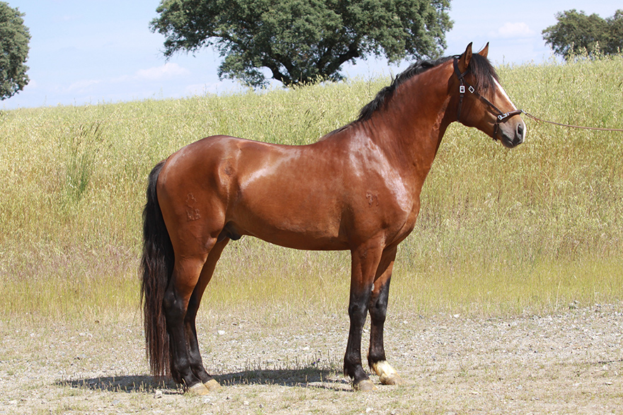 Vet experto y caballo pura sangre