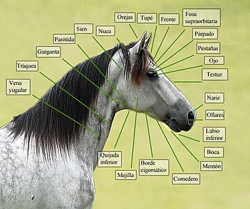Un caballo con detalles