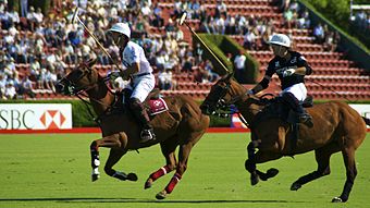 Caballos en un partido de polo
