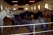 Caballos de diferentes criaderos