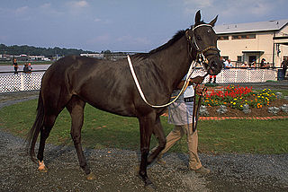 Caballo pura sangre inglés corriendo