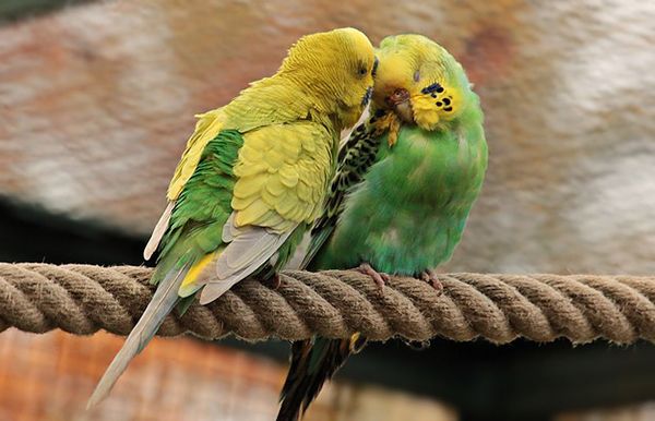 Animales comunicándose mediante diferentes señales