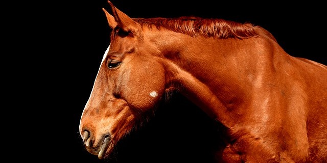 Caballo blanco poderoso y fuerte