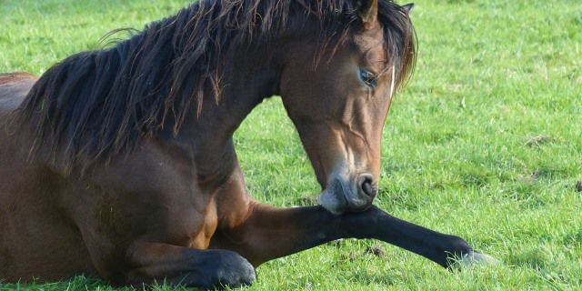 Sueño REM de caballos
