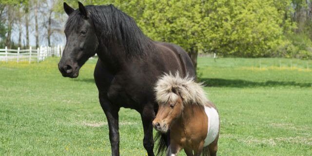 Caballo Falabella en miniatura