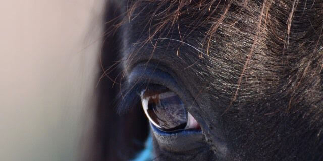Ojos de caballo saludables
