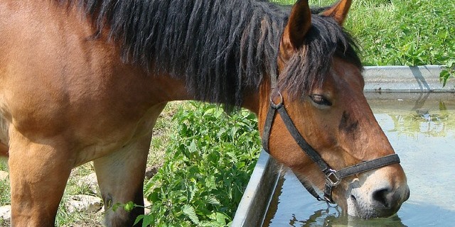 Caballo hidratado y veterinario