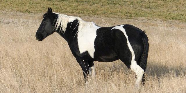 Caballo pinto blanco y negro