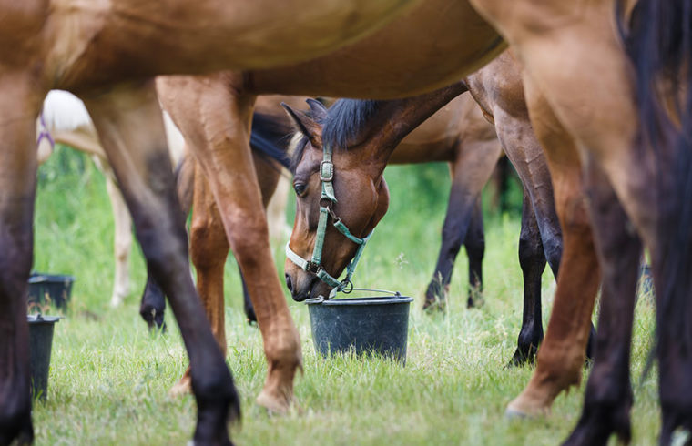 Disminución del apetito en caballo