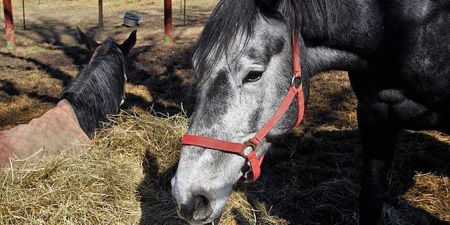 Un caballo anciano y saludable