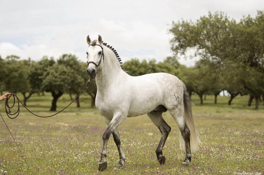 Caballo de pura raza española