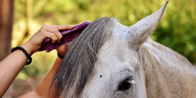 Cabello del caballo en otoño