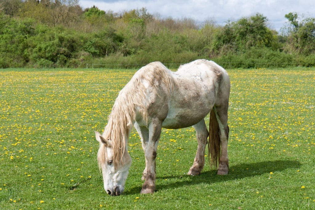 Caballo y longevidad
