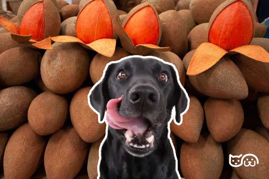 Mamey y perro juntos