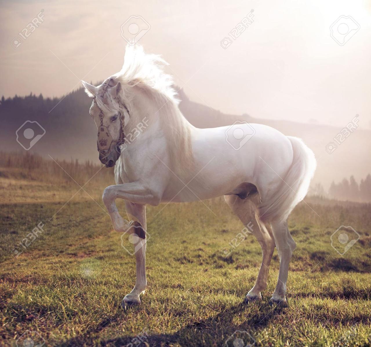 Un caballo hermoso y majestuoso