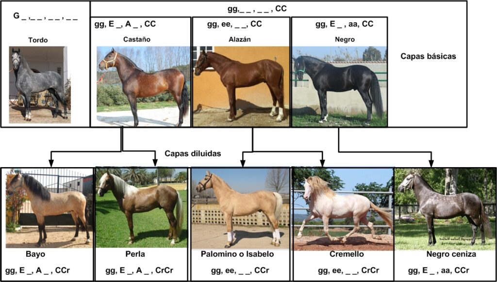 Los Caballos De La Cocaina – Livre De Martha Soto En Espagnol (édition Reliée)