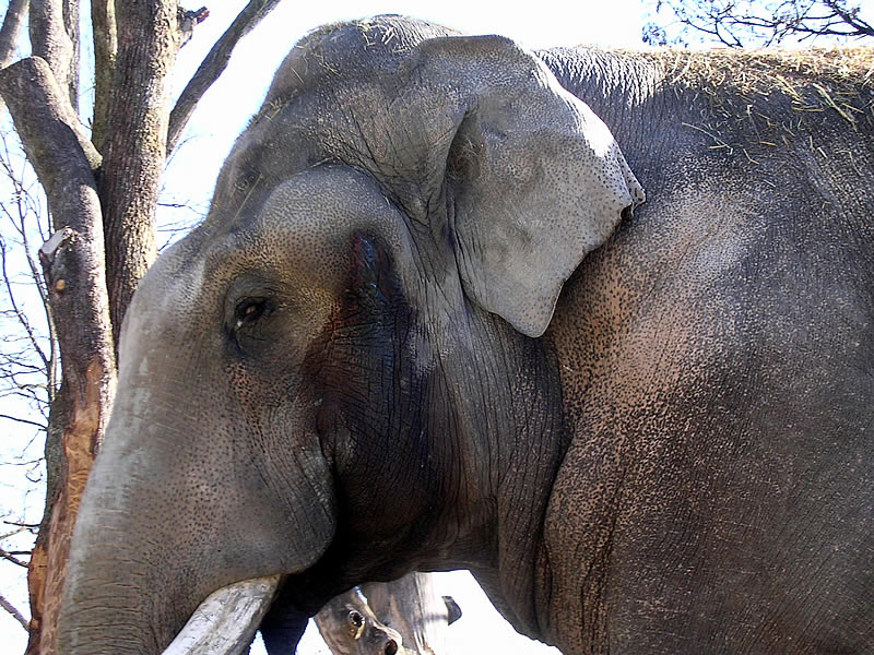 Elefante en estado de musth