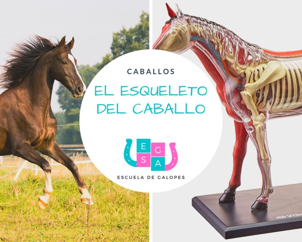 Cuántos huesos tiene un caballo y cómo se dividen: Guía completa