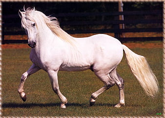 Un caballo majestuoso y cariñoso