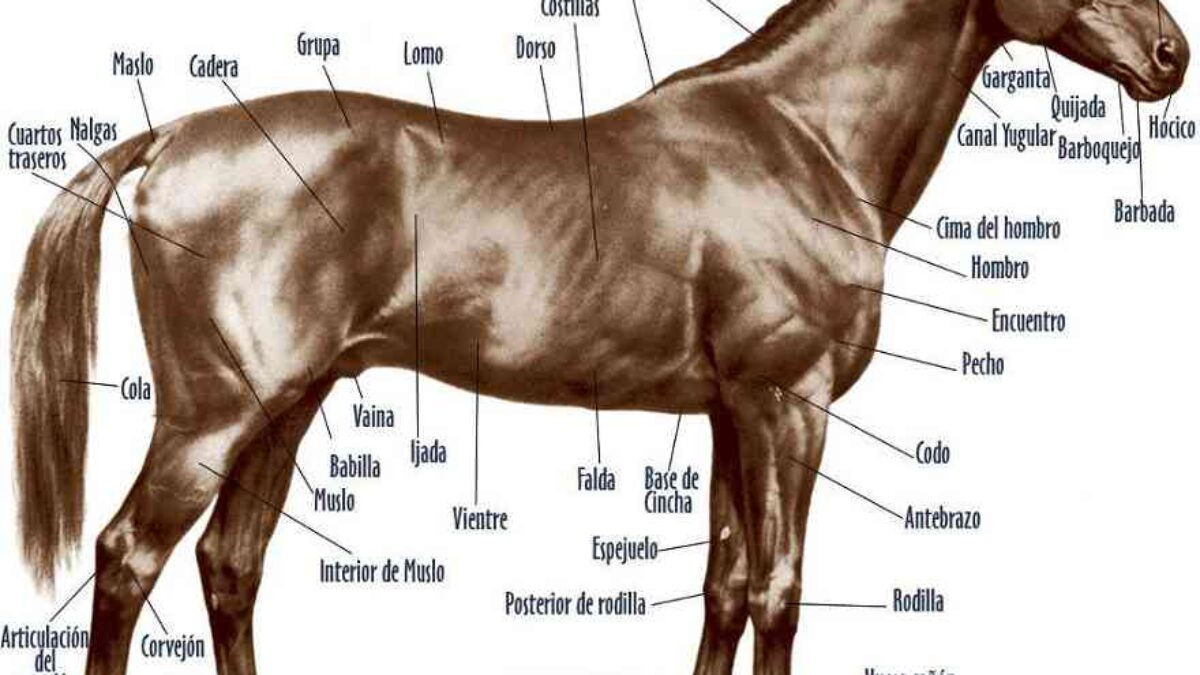 Anatomía y apariencia del caballo