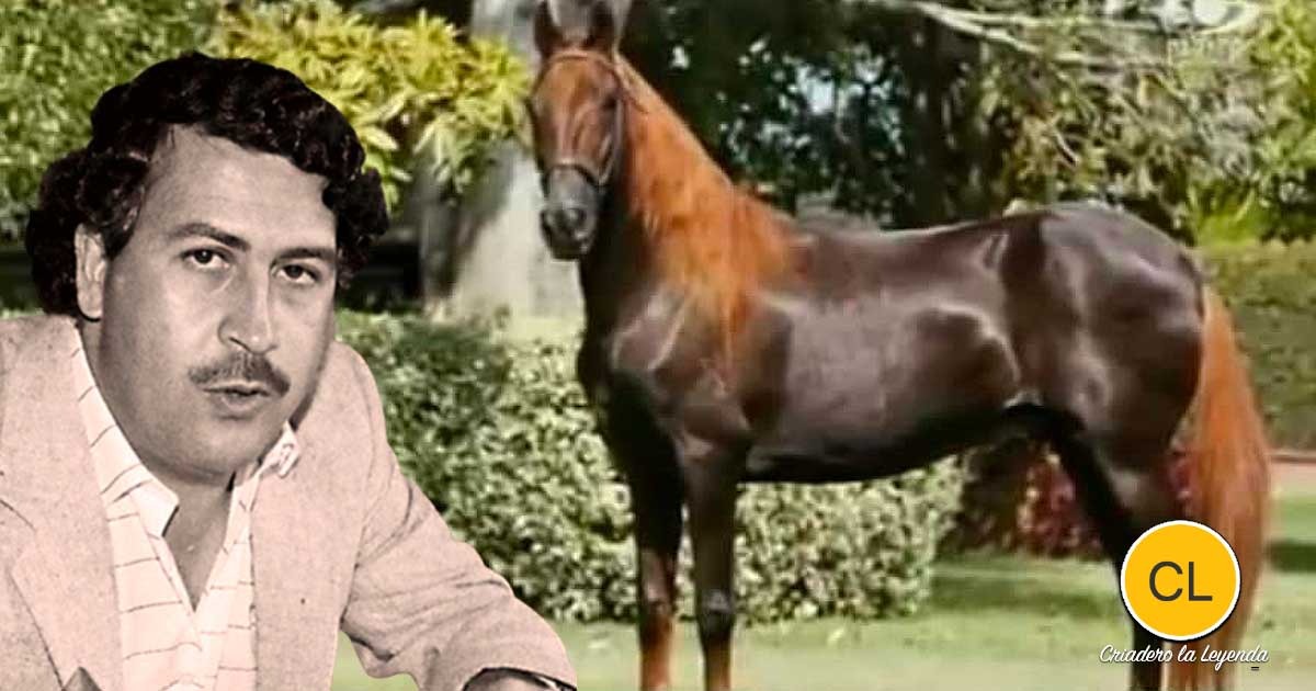Morroco, el caballo de Escobar