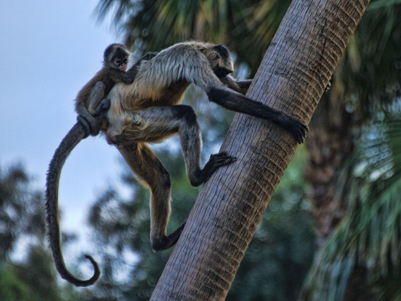 Mono araña y su cola