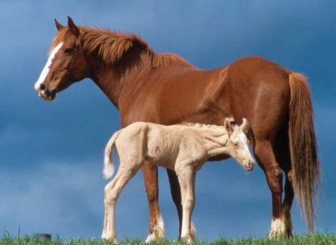 Yegua y caballo juntos, supervisados