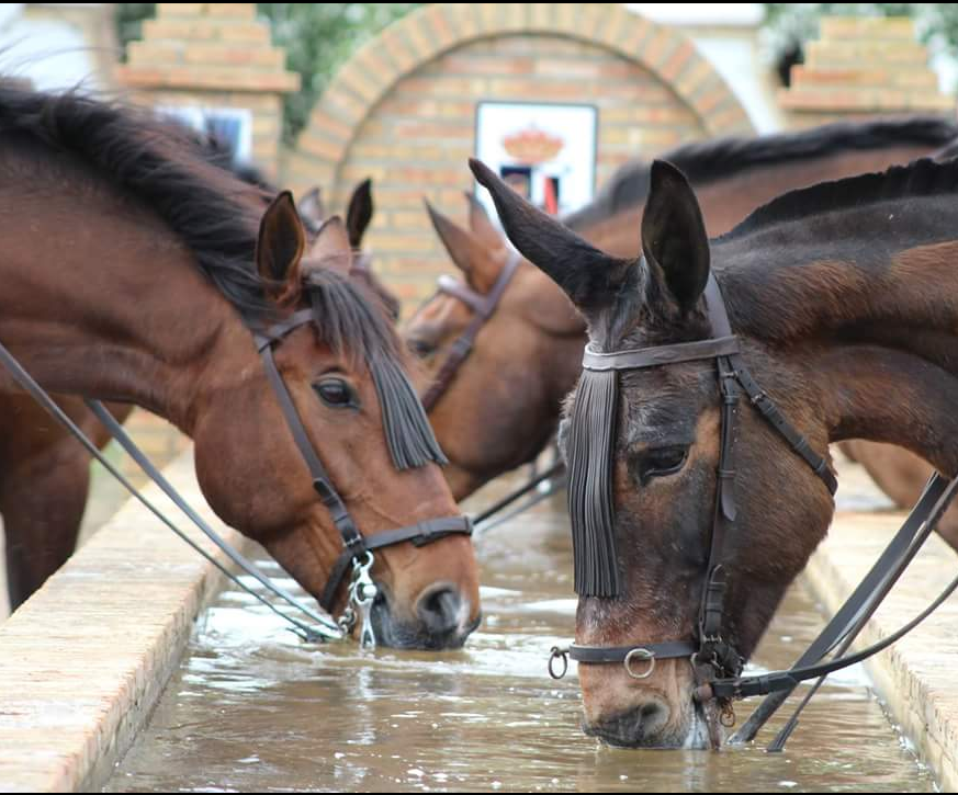 Un caballo bebiendo agua