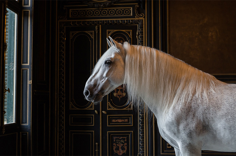 Imagen de caballos en galería
