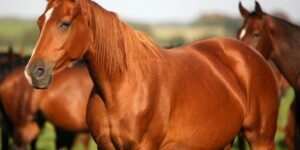 Sueños con caballos y significado