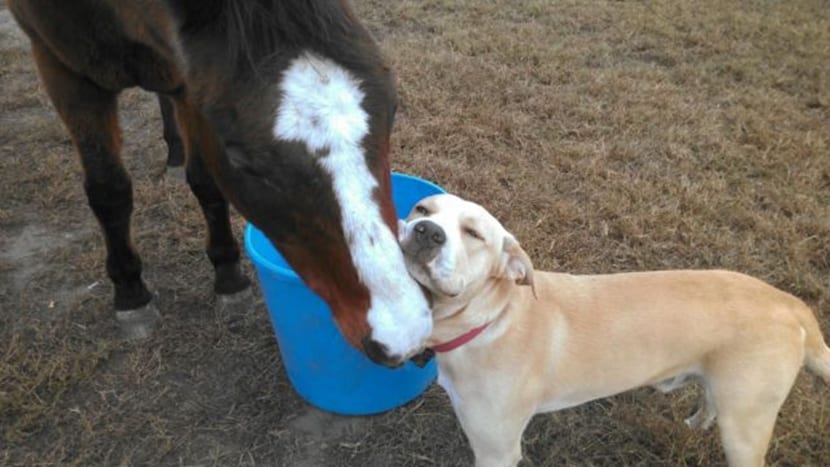 Perros y caballos en armonía