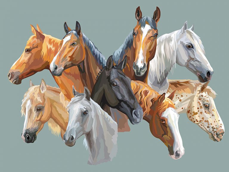 Colores naturales de los caballos