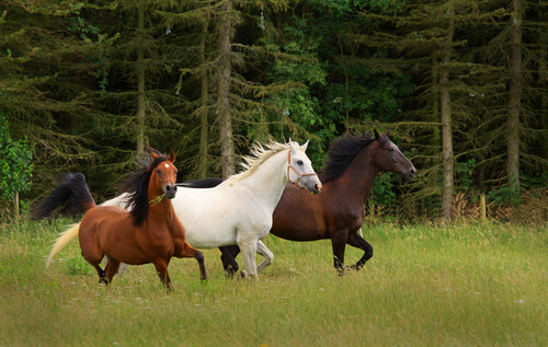 Manadas de caballos en libertad