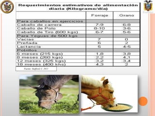 Dieta equilibrada para caballos